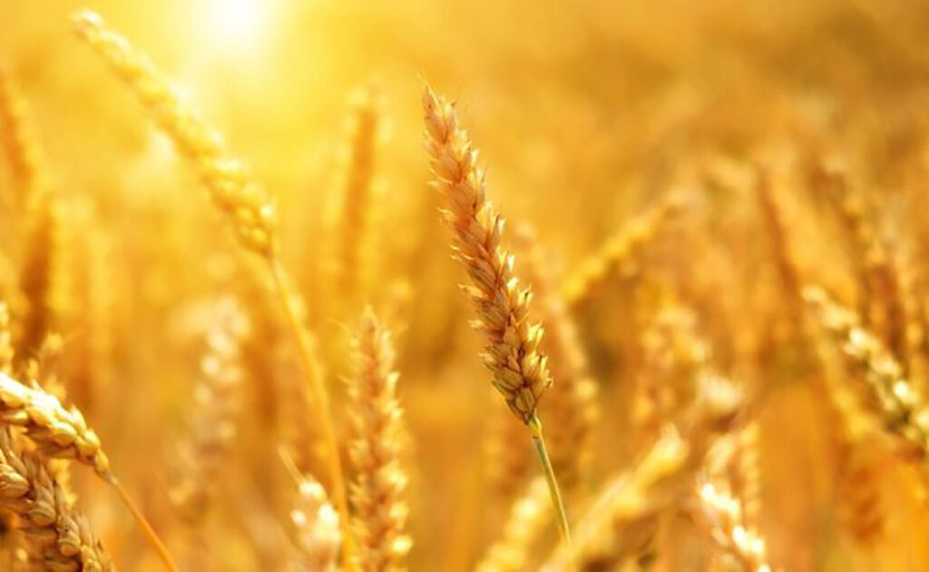 agriculture-2-660x439