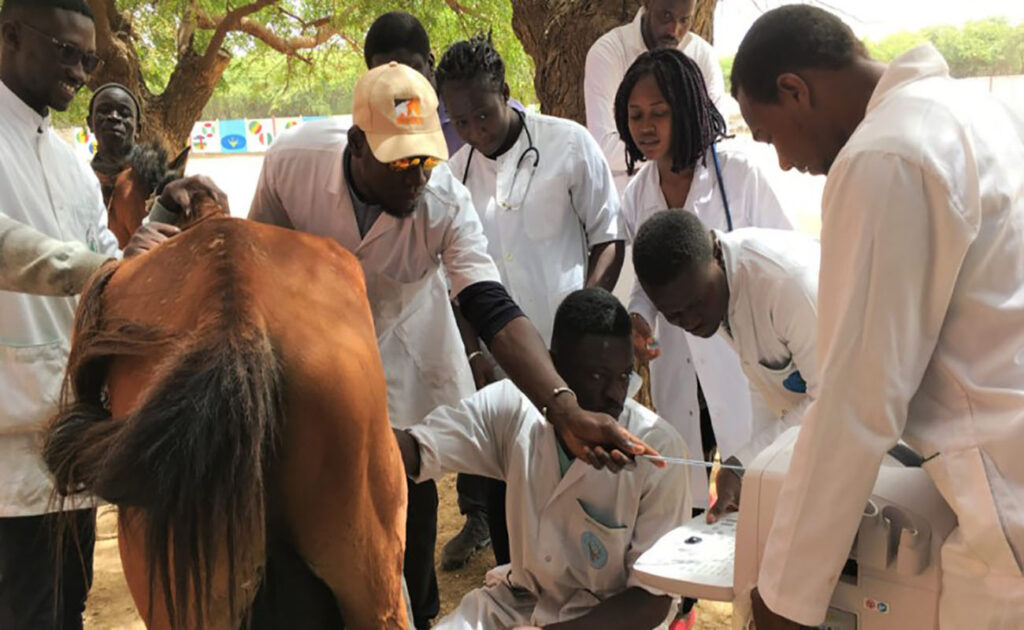 veterinary-education